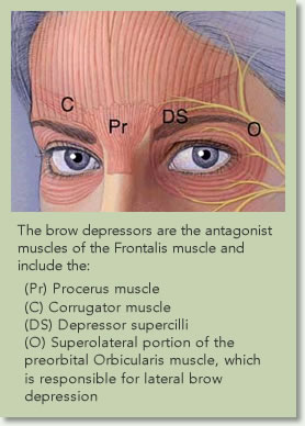 nonsurgical botox cosmetic and dermal fillers