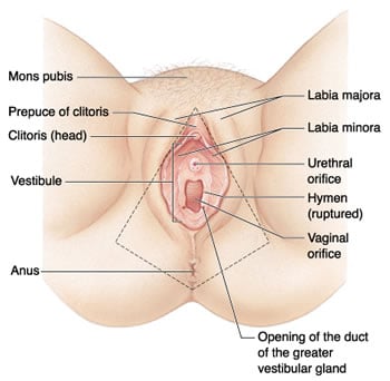 Labiaplasty Beverly Hills