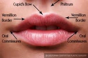 Lip Diagram